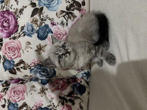 Beyaz safkan british shorthair oyuncu yavrular