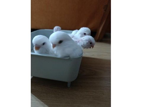 Jumbo albino kırmızı göz muhabbet kuşu yavruları