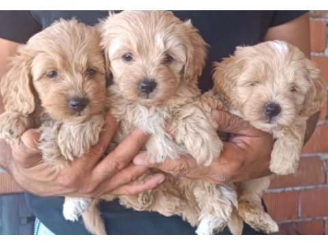 White terrier bebekler tatlımı tatlı