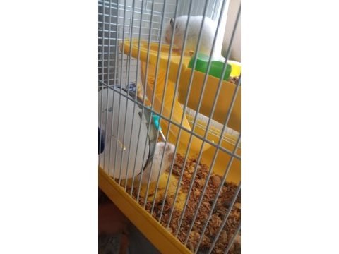 2 tane hamster kafes ile bir