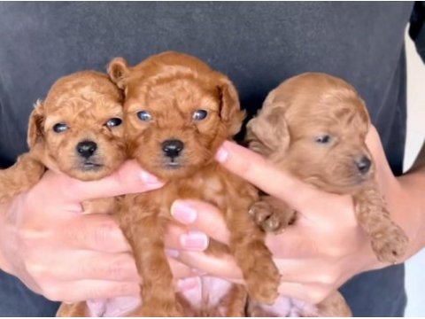 Safkan kore bebekler toy poodle