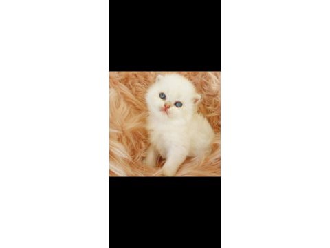 British shorthair ve british longhair erkek ve dişi
