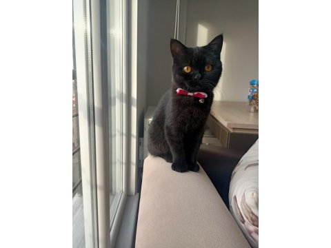 Siyah british shorthair