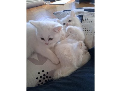 British longhair yavru