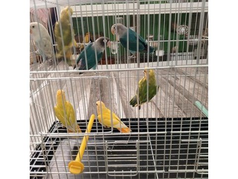 Yavru cennet ve sevda papağanı yavruları