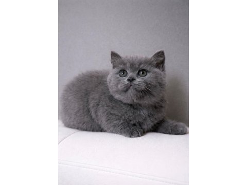 Tombul kedimiz gri british shorthair
