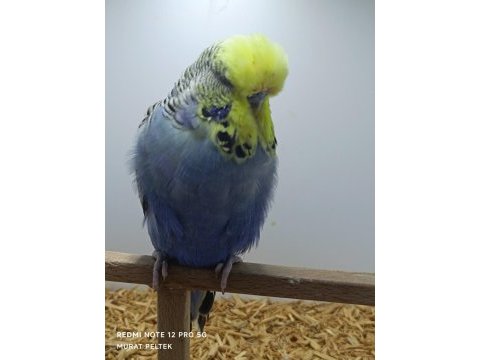 Show jumbo muhabbet kuşu