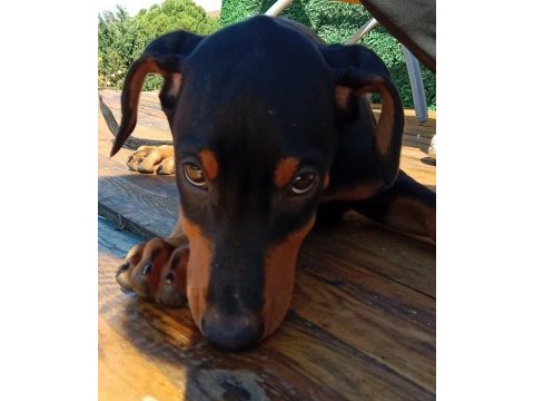 Asil siyah yavru doberman