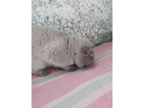 1 yaşında erkek british shorthair sahiplendirilecektir