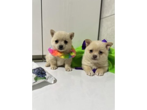 Teacup şivava bebekler