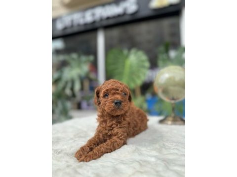 Sağlık ve ırk garantili toy poodle