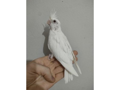 Yavru sultan papağanı