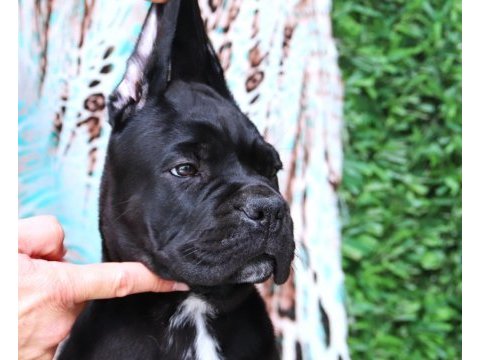 Fcı-kıf secereli safkan cane corso