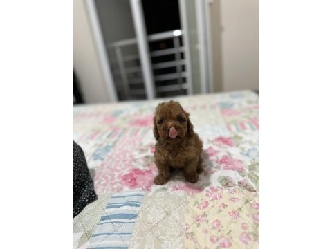 Dark red brown toy poodle yavrumuz