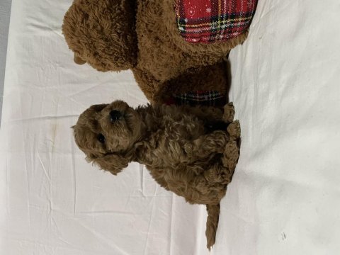 Irk ve sağlık garantili toy poodle bebekler