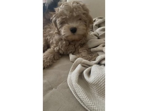 Maltipoo yavrumuz