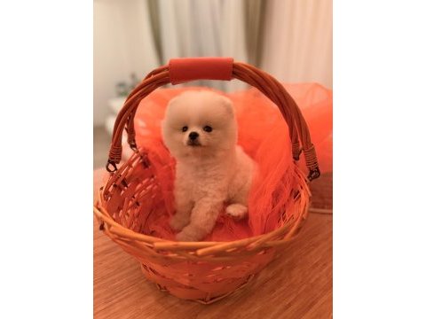 Baby pomeranian boo mini boy