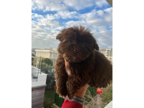Maltipoo bebekler