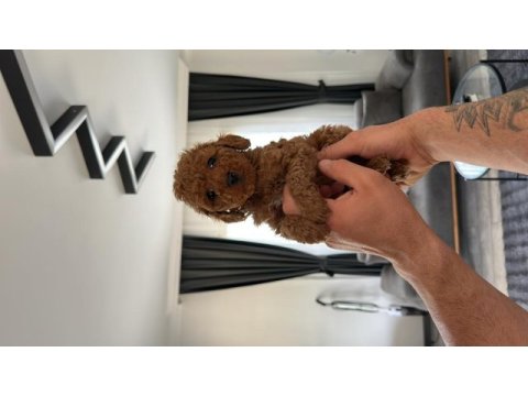Sağlık garantili toy poodle kore