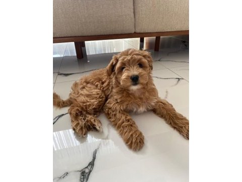 Maltipoo dişi yavru