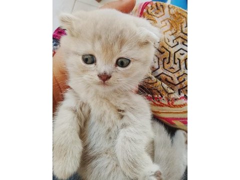 Ücretsiz sahiplendirme yavru kediler