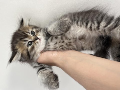 Orjinal ırkta, nadir bulunan bir cins british longhair