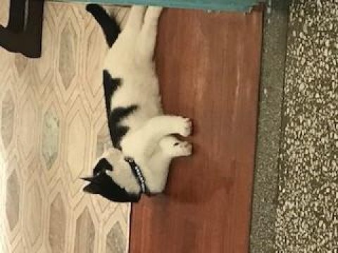 Kısırlaştırılmış çip takılıdır tekir