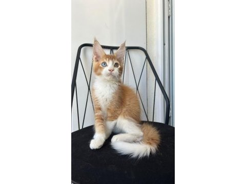 Odd eye boy isadore maine coon