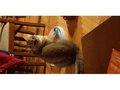 Efso ikiz kediler truffles ve ollıe (beraber veya tek)