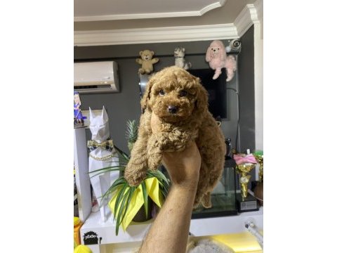 Toy poodle minikler