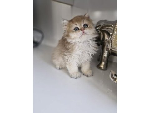 British longhair golden kardeşler