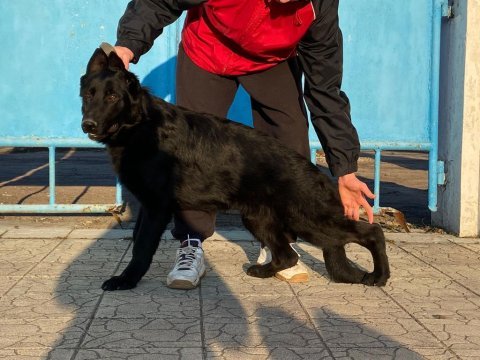 Orjinal showline alman kurdu fci şecereli