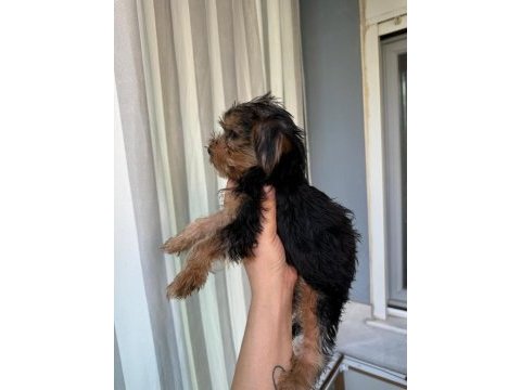 Yorkshire terrier bebeklerim yeni yuvasını arıyor