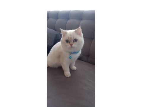 Acil bursa golden british shorthair erkek yavrular