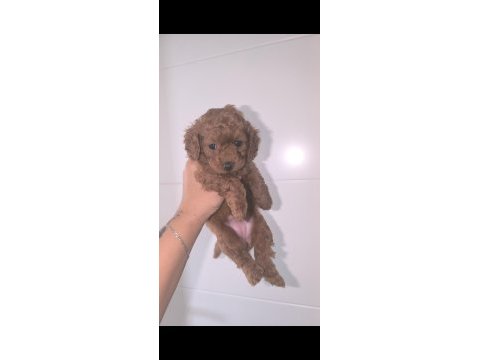 45 günlük toy poodle adana çukurova