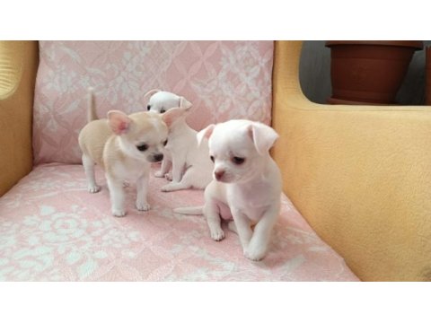 Şivava (chihuahua) yavrusu