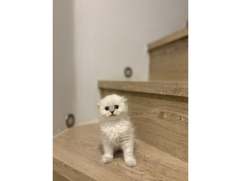 Scottısh fold longhaır yavrularım 