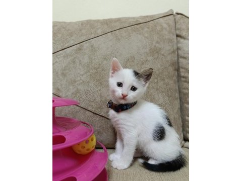 Acil yuva bebek kedilere