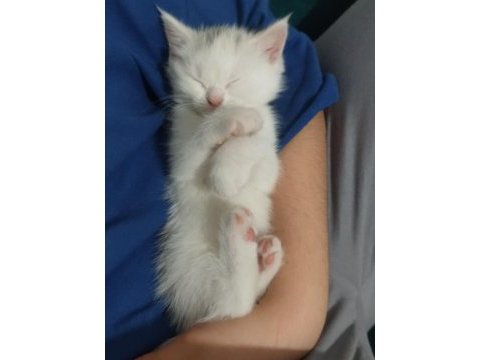 2 aylık 2 dişi ve 1 erkek british shorthair yavrular
