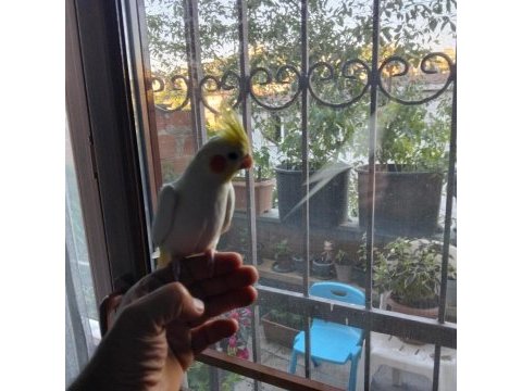 90 100 günlük sultan yavrular son 2 adet kaldı