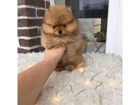 Pomeranian boo yavruları