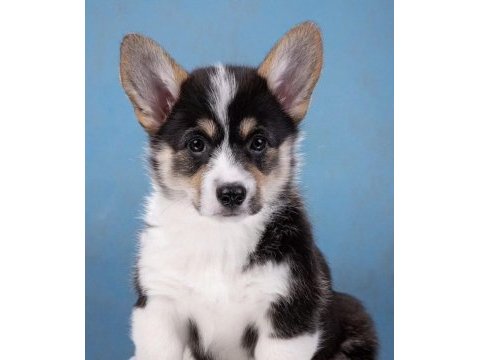 Fci secereli corgi yavruları