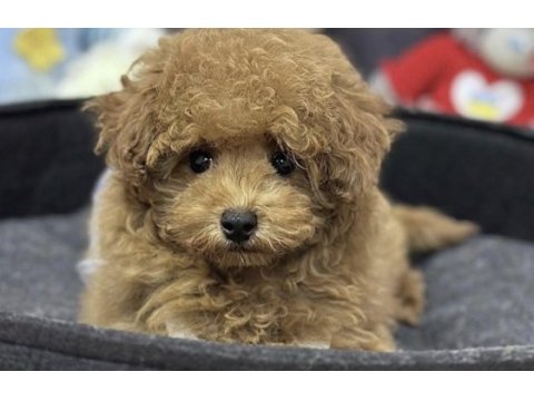 Maltipoo teacup