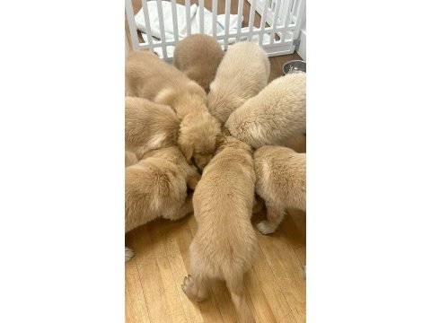 Golden retriever yavrular gelip görerek alabilirsiniz
