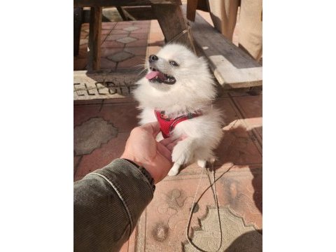 Sağlık ve ırk garantili pomeranian