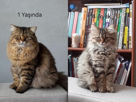 British longhair paşamıza eş arıyoruz