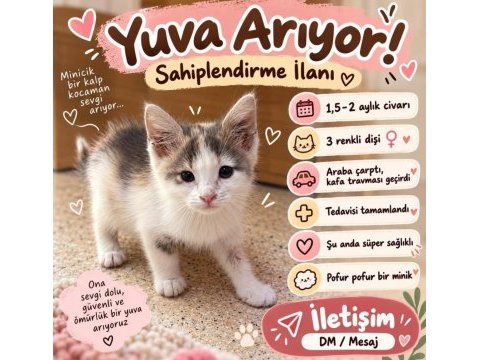 Ömürlük yuva arayan 2 aylık tatlı bir yavru kedimiz