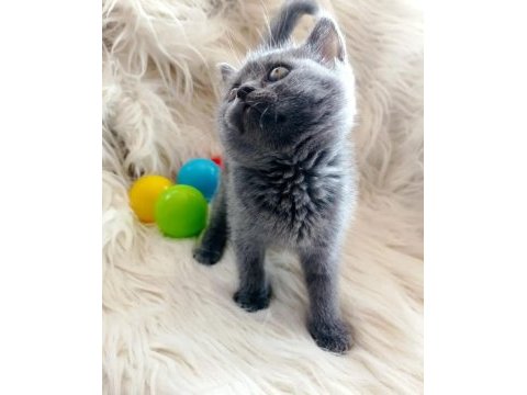 British shorthair silver sahiplendirme
