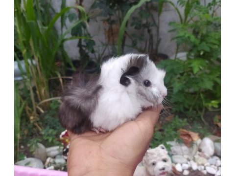 Dişi uzun tüy ginepig yavrular