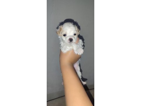 Yeni yavru köpeklerimiz sahiplerini bekliyorlar